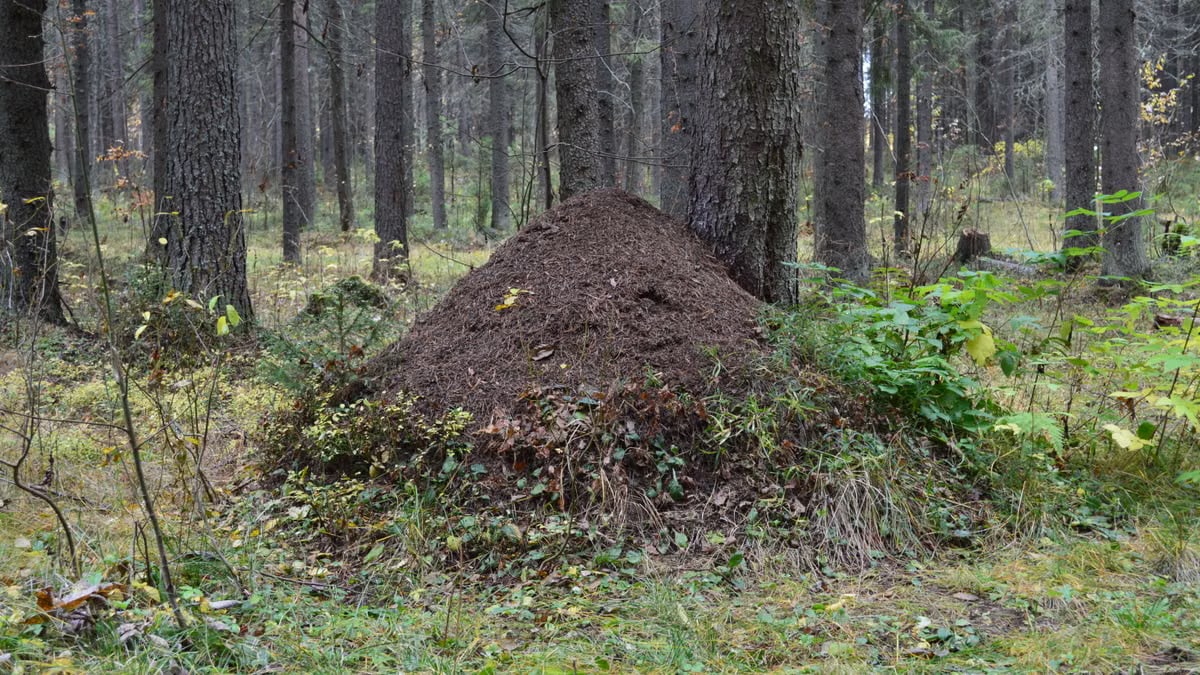 Kuidas alustada tervislikku eluviisi